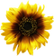 Sunflowers PNG Picture