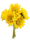 Sunflowers PNG