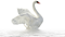 Swan Free Download PNG