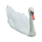 Swan Free PNG Image