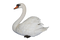 Swan PNG Clipart