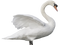 Swan PNG File