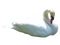 Swan PNG HD