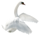 Swan PNG Image