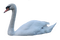 Swan PNG Pic