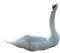 Swan PNG Picture