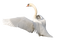 Swan Transparent