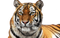 Tiger Background PNG Image