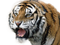 Tiger Download Free PNG