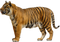 Tiger Free Download PNG