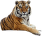 Tiger Free PNG Image