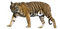 Tiger Free PNG