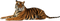 Tiger No Background