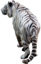 Tiger PNG Background