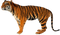 Tiger PNG Clipart Background