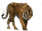 Tiger PNG Clipart