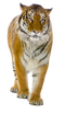 Tiger PNG Free File Download