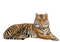 Tiger PNG HD Quality