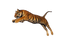 Tiger PNG HD