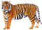 Tiger PNG Image