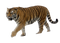 Tiger PNG Images HD