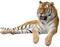 Tiger PNG Picture