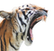 Tiger Roar PNG Image