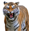 Tiger Roar