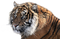 Tiger Transparent Image