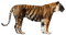 Tiger Transparent PNG