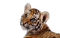 Tiger Transparent