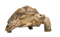 Tortoise Free Download PNG