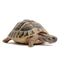 Tortoise PNG Clipart