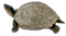 Tortoise PNG Image