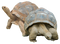 Tortoise PNG Picture