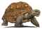 Tortoise PNG