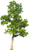 Tree Background PNG Image