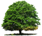 Tree Download Free PNG