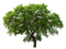 Tree Free Download PNG