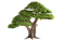 Tree Free PNG Image