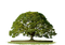 Tree Free PNG