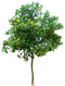 Tree PNG Clipart Background