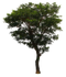 Tree PNG File Download Free