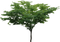 Tree PNG File