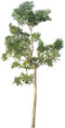 Tree PNG HD Quality