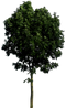 Tree PNG Image HD