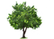 Tree PNG Image