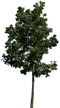 Tree PNG Photo Image