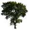 Tree PNG Photo