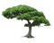 Tree PNG Picture